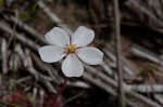 dwarf sundew